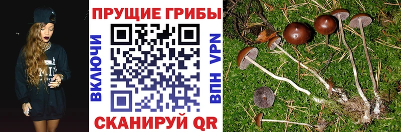 где купить наркотик  Очёр  Галлюциногенные грибы Psilocybe 